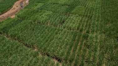 Mercado mundial de azúcar enfrenta excedente estructural que mantendrá precios bajos Mercado mundial de azúcar enfrenta excedente estructural que mantendrá precios bajos