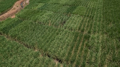 Mercado mundial de azúcar enfrenta excedente estructural que mantendrá precios bajos Mercado mundial de azúcar enfrenta excedente estructural que mantendrá precios bajos