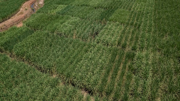 Mercado mundial de azúcar enfrenta excedente estructural que mantendrá precios bajos Mercado mundial de azúcar enfrenta excedente estructural que mantendrá precios bajos