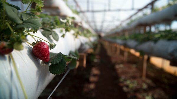 Gobierno argentino da marcha atrás y no aumentará retenciones a economías regionales Gobierno argentino da marcha atrás y no aumentará retenciones a economías regionales