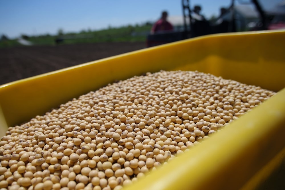 Granos de soja en una granja de Tiffin, Iowa.Fotógrafo: Benjamin Roberts/Bloomberg Granos de soja en una granja de Tiffin, Iowa.Fotógrafo: Benjamin Roberts/Bloomberg