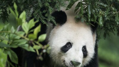 China desmiente rumores sobre maltrato de pandas en un zoológico de EE.UU. China desmiente rumores sobre maltrato de pandas en un zoológico de EE.UU.
