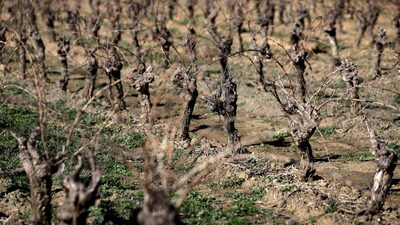 França paga € 130 mi para destruir vinhedos enquanto enfrenta queda histórica no consumo França paga € 130 mi para destruir vinhedos enquanto enfrenta queda histórica no consumo