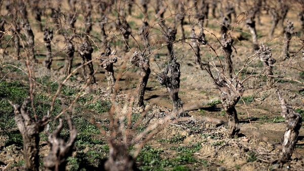 França paga € 130 mi para destruir vinhedos enquanto enfrenta queda histórica no consumo França paga € 130 mi para destruir vinhedos enquanto enfrenta queda histórica no consumo