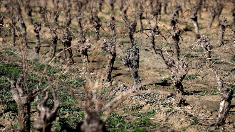 França paga € 130 mi para destruir vinhedos enquanto enfrenta queda histórica no consumo França paga € 130 mi para destruir vinhedos enquanto enfrenta queda histórica no consumo