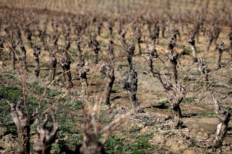 Governo do país pretende alocar os fundos para financiar um novo plano permanente de remoção de videiras Governo do país pretende alocar os fundos para financiar um novo plano permanente de remoção de videiras
