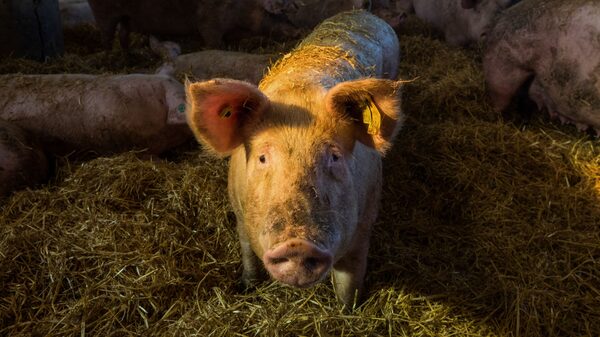 Aves, cerdos y agroquímicos: los productos que detonan el contrabando en Guatemala Aves, cerdos y agroquímicos: los productos que detonan el contrabando en Guatemala