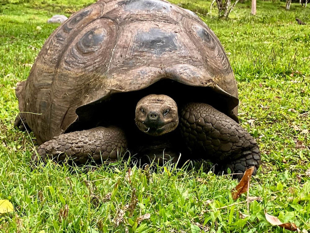 Tortuga gigante de Galápagos - Ecuador. Foto: Erika Astudillo Tortuga gigante de Galápagos - Ecuador. Foto: Erika Astudillo