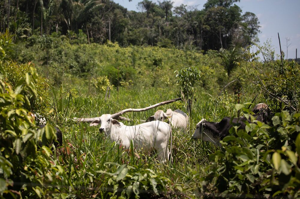 La cantidad de ganado en ocho zonas clave donde la Amazonía está sufriendo altos niveles de deforestación casi se duplicó a 2,1 millones el año pasado desde 2016.Fotógrafo: Ivan Valencia / Bloomberg La cantidad de ganado en ocho zonas clave donde la Amazonía está sufriendo altos niveles de deforestación casi se duplicó a 2,1 millones el año pasado desde 2016.Fotógrafo: Ivan Valencia / Bloomberg
