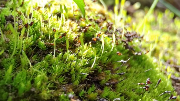 Este musgo sobrevivió 165 millones de años; el cambio climático lo está matando Este musgo sobrevivió 165 millones de años; el cambio climático lo está matando