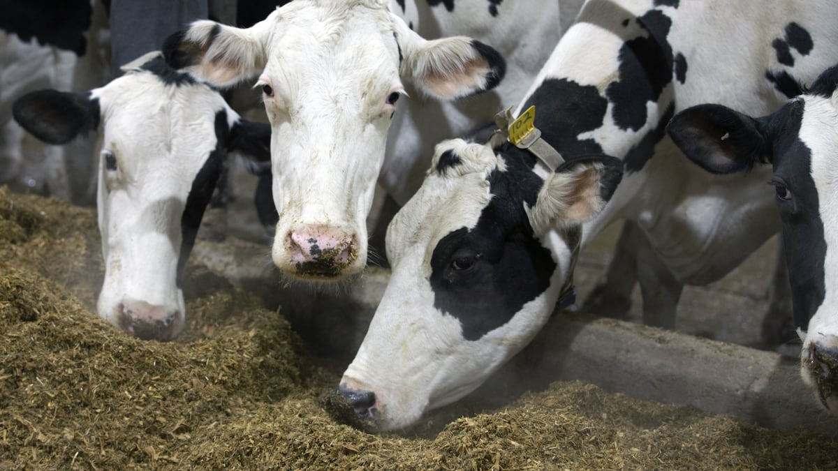 ‘Não muda a rota’, diz head da DSM-Firmenich após venda de divisão de saúde animal