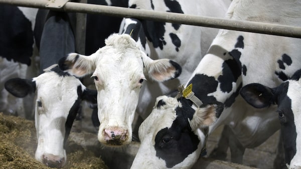 ‘Não muda a rota’, diz head da DSM-Firmenich após venda de divisão de saúde animal ‘Não muda a rota’, diz head da DSM-Firmenich após venda de divisão de saúde animal