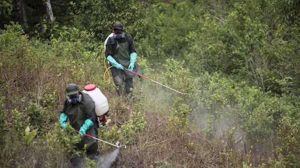 Colombia no seguirá erradicando cultivos de coca: se enfocará en grandes mafias Colombia no seguirá erradicando cultivos de coca: se enfocará en grandes mafias