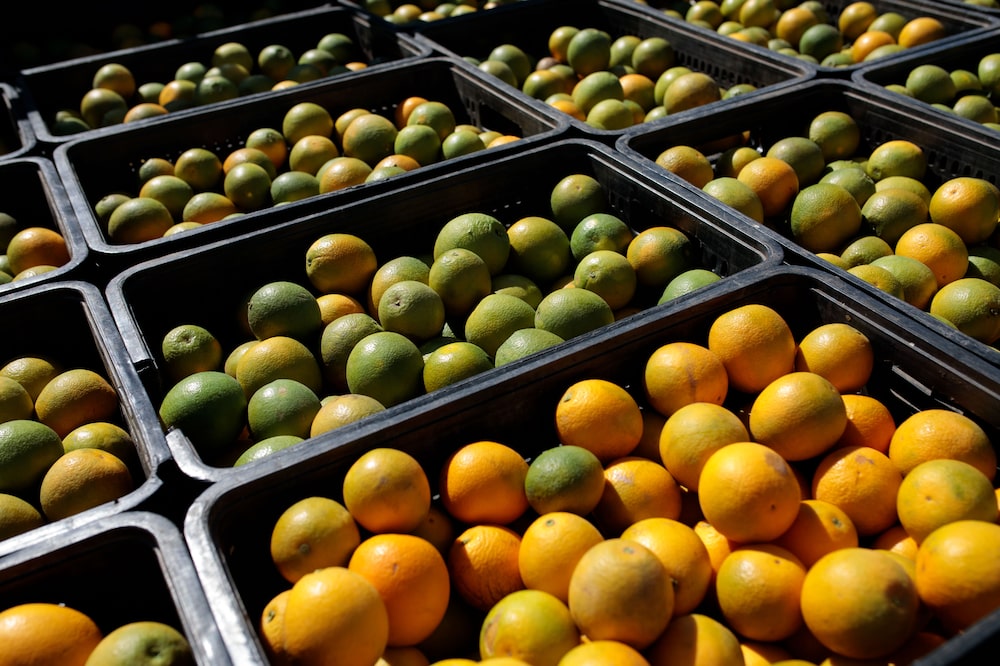 Laranjas Laranjas