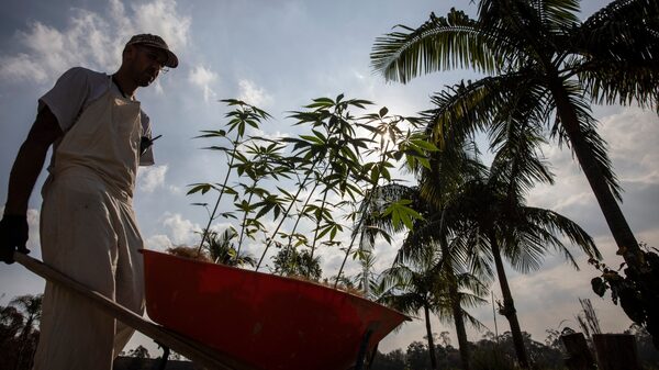Como o cânhamo quer transformar a cannabis em nova fronteira do agro brasileiro  Como o cânhamo quer transformar a cannabis em nova fronteira do agro brasileiro