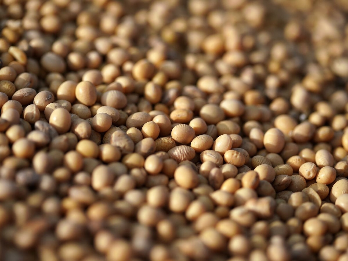 Nuevos socios agrícolas en Angola buscan oportunidades