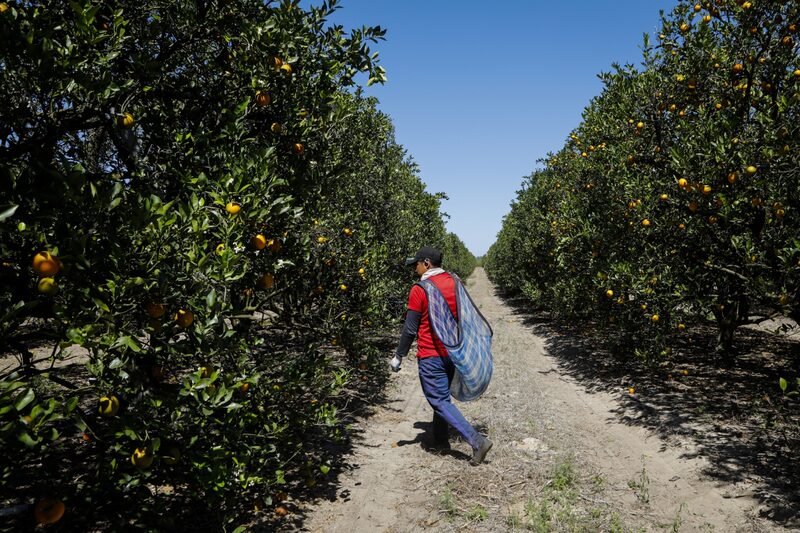 The thinning groves could worsen inflation at the breakfast table. In the US, juice retail prices rose on average 7.3% this year as the disease ravaged Florida’s crops. The thinning groves could worsen inflation at the breakfast table. In the US, juice retail prices rose on average 7.3% this year as the disease ravaged Florida’s crops.
