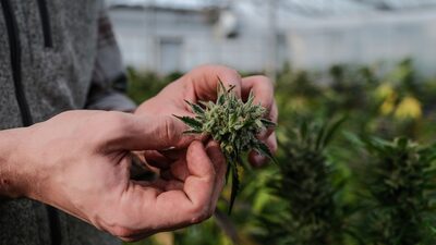 ¿Ser o no destino para fumar libremente marihuana? El dilema de Costa Rica ¿Ser o no destino para fumar libremente marihuana? El dilema de Costa Rica