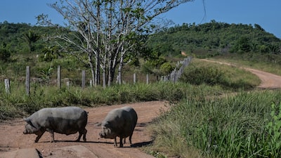 Maior exportador de carne suína do Brasil, Aurora aumenta produção para atender a Ásia Maior exportador de carne suína do Brasil, Aurora aumenta produção para atender a Ásia