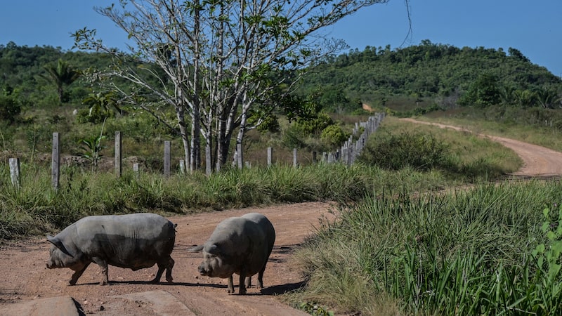 Maior exportador de carne suína do Brasil, Aurora aumenta produção para atender a Ásia Maior exportador de carne suína do Brasil, Aurora aumenta produção para atender a Ásia