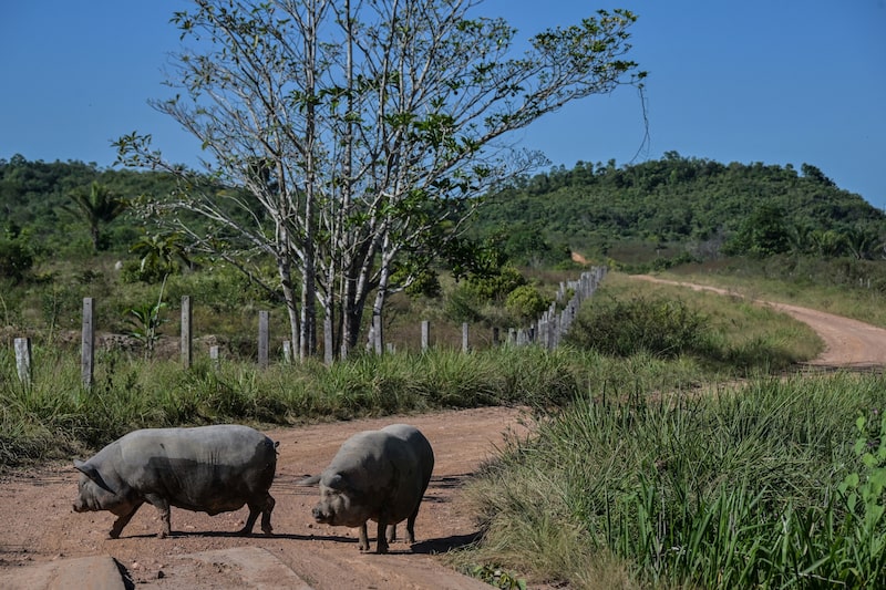 Região se tornou um mercado-chave para os produtores do país (Foto: Nelson Almeida/AFP/Getty Images) Região se tornou um mercado-chave para os produtores do país (Foto: Nelson Almeida/AFP/Getty Images)