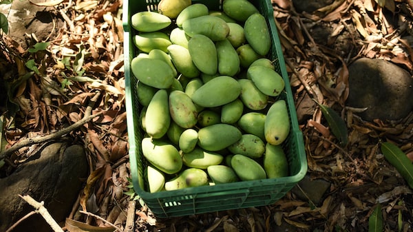 La startup de una ejecutiva trotamundos combina blockchain con mangos haitianos La startup de una ejecutiva trotamundos combina blockchain con mangos haitianos