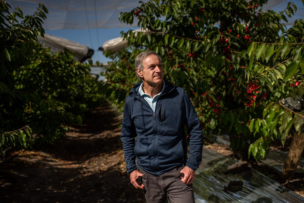 Cereza chilena Cereza chilena