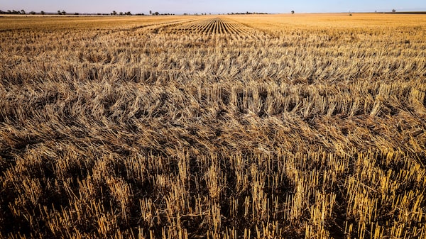 Luz verde: Brasil aprobó el trigo transgénico de Bioceres Luz verde: Brasil aprobó el trigo transgénico de Bioceres