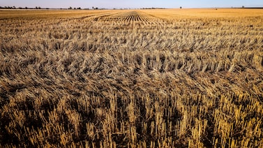Produção de trigo cresce na Austrália e deve impulsionar a oferta global Produção de trigo cresce na Austrália e deve impulsionar a oferta global