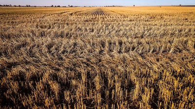 Produção de trigo cresce na Austrália e deve impulsionar a oferta global Produção de trigo cresce na Austrália e deve impulsionar a oferta global