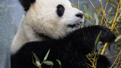 China planea enviar pandas a EE.UU. antes de la visita prevista de Donald Trump China planea enviar pandas a EE.UU. antes de la visita prevista de Donald Trump