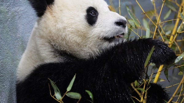 China planea enviar pandas a EE.UU. antes de la visita prevista de Donald Trump China planea enviar pandas a EE.UU. antes de la visita prevista de Donald Trump