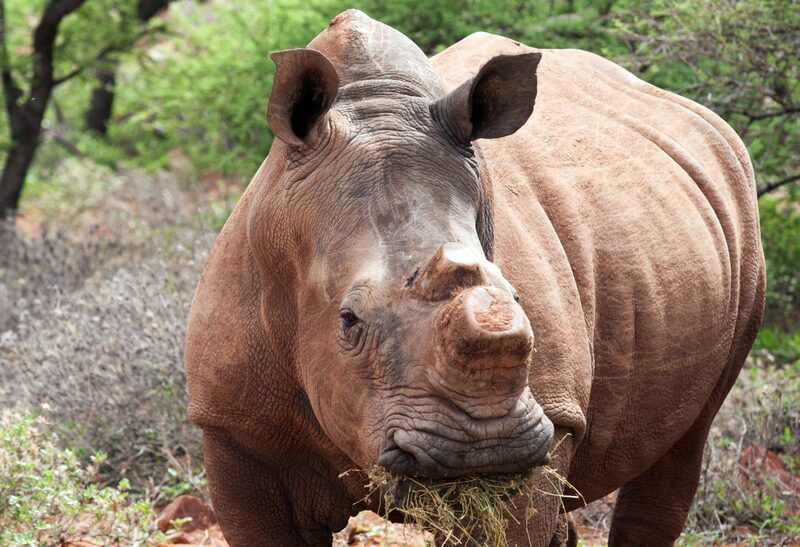 Rinoceronte Rinoceronte