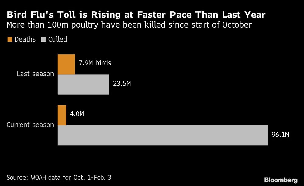 Desde principios de octubre han muerto más de 100 millones de aves de corral Desde principios de octubre han muerto más de 100 millones de aves de corral