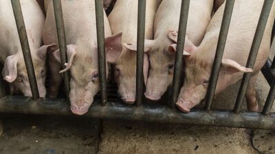 Queda do rebanho suíno da China, o maior do mundo, reduz a demanda por soja e milho Queda do rebanho suíno da China, o maior do mundo, reduz a demanda por soja e milho