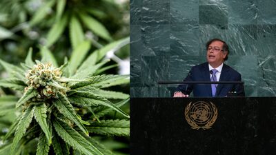 Ventas de cannabis medicinal al exterior no cumplieron expectativas: exportadores Ventas de cannabis medicinal al exterior no cumplieron expectativas: exportadores