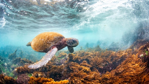 América Latina pierde un 95% de sus poblaciones de fauna silvestre desde 1970, alerta WWF América Latina pierde un 95% de sus poblaciones de fauna silvestre desde 1970, alerta WWF