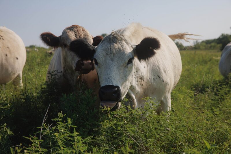 El Fondo Bezos para la Tierra ya ha anunciado un total de US$239 millones para la alimentación y la agricultura. El Fondo Bezos para la Tierra ya ha anunciado un total de US$239 millones para la alimentación y la agricultura.