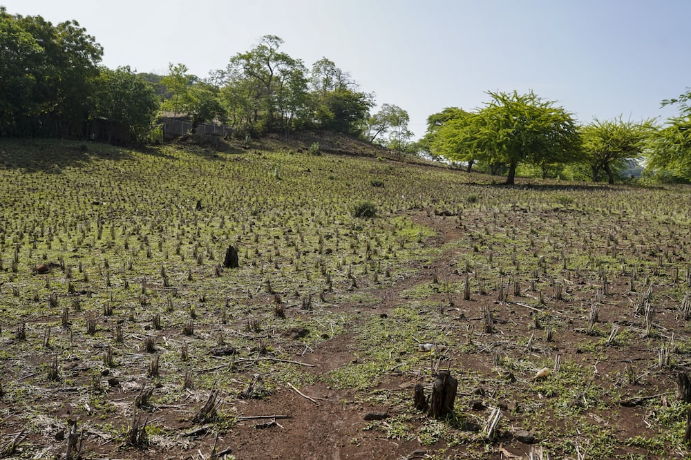 Plantas de maíz muertas en una finca afectada por la sequía en Pasaquina, departamento de La Unión, El Salvador. Plantas de maíz muertas en una finca afectada por la sequía en Pasaquina, departamento de La Unión, El Salvador.