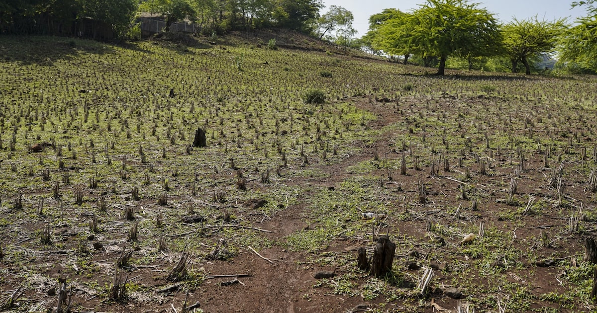 El Niño y sus efectos en mercados peruanos