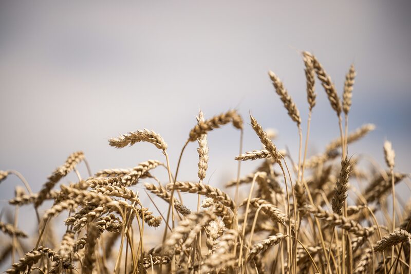 Espigas de trigo en una granja operada por Lajoskomarom Gyozelem Kft en Lajoskomarom, Hungría, el lunes 11 de julio de 2022. Fotógrafo: Akos Stiller/Bloomberg Espigas de trigo en una granja operada por Lajoskomarom Gyozelem Kft en Lajoskomarom, Hungría, el lunes 11 de julio de 2022. Fotógrafo: Akos Stiller/Bloomberg