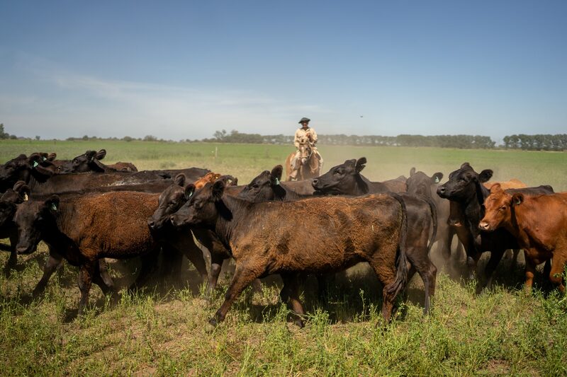 Un gaucho reúne ganado en un rancho en Rosario, Argentina, en agosto. Foto: Sebastián López Brach/Bloomberg. Un gaucho reúne ganado en un rancho en Rosario, Argentina, en agosto. Foto: Sebastián López Brach/Bloomberg.