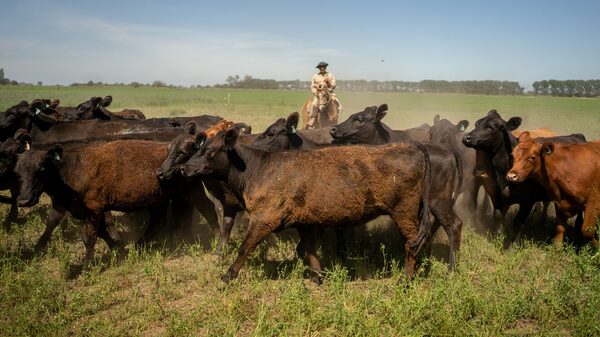 Trump provoca un inusual rechazo republicano por la compra de carne argentina Trump provoca un inusual rechazo republicano por la compra de carne argentina