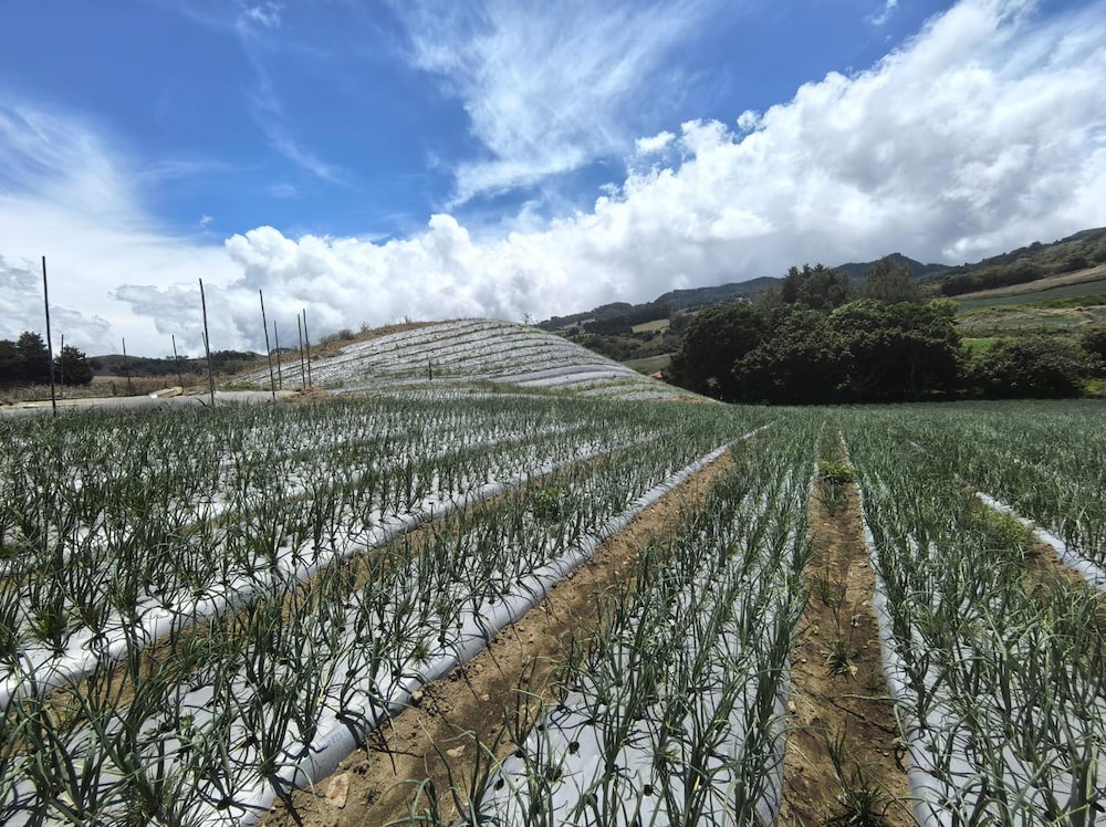 Producción tecnificada en Tierra Blanca, Costa Rica. Producción tecnificada en Tierra Blanca, Costa Rica.