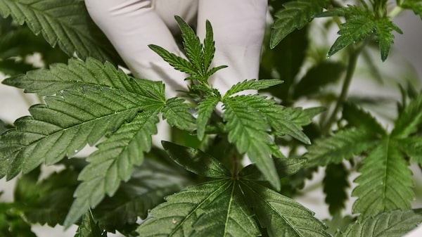 Vicepresidente de Honduras propone legalizar cultivo de cannabis para exportación Vicepresidente de Honduras propone legalizar cultivo de cannabis para exportación