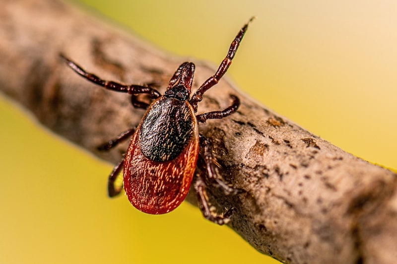 Explosion in Tick Diseases Spurs Race for Treatment and Prevention Explosion in Tick Diseases Spurs Race for Treatment and Prevention