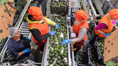 México refuerza la seguridad para reanudar las exportaciones de aguacate tras freno de EE.UU. México refuerza la seguridad para reanudar las exportaciones de aguacate tras freno de EE.UU.