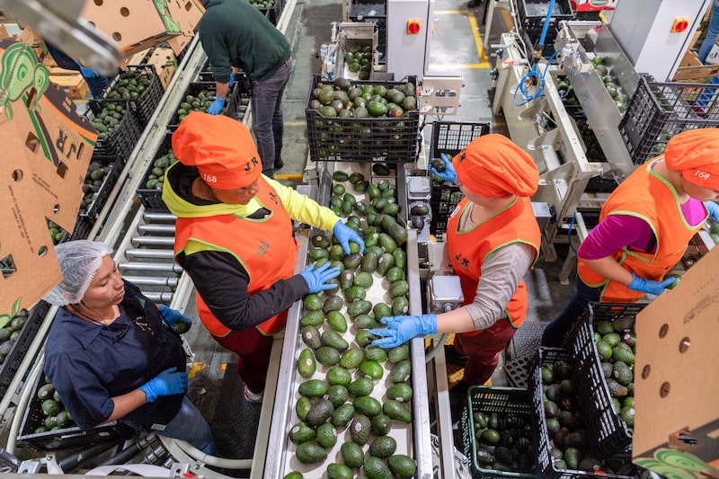 Workers pack avocados at an avocado packaging facility in Uruapan, Michoacan state, Mexico, on Tuesday, March 18, 2025. US President Donald Trump this month imposed 25% tariffs on goods from Mexico and Canada, but then gave a reprieve until April 2 on items that fall under the North American trade agreement. Photographer: Stephania Corpi/Bloomberg Workers pack avocados at an avocado packaging facility in Uruapan, Michoacan state, Mexico, on Tuesday, March 18, 2025. US President Donald Trump this month imposed 25% tariffs on goods from Mexico and Canada, but then gave a reprieve until April 2 on items that fall under the North American trade agreement. Photographer: Stephania Corpi/Bloomberg