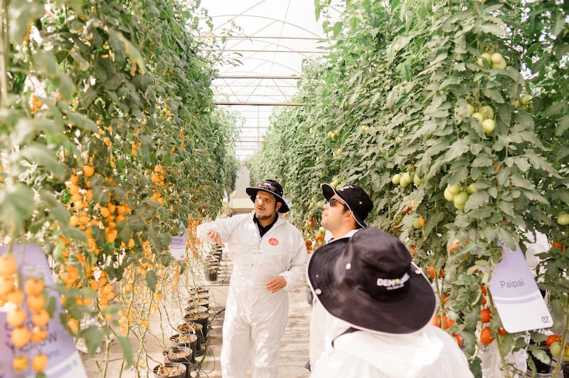 Enza Zaden Enza Zaden