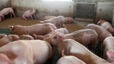 Produtores de suínos da China têm alívio com aumento do lucro Produtores de suínos da China têm alívio com aumento do lucro